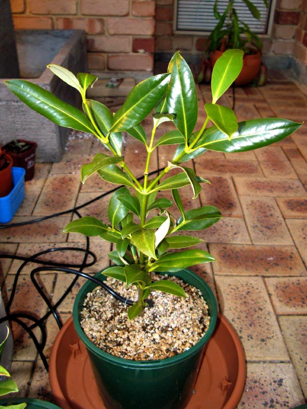 Avicennia marina var. marina pot plant